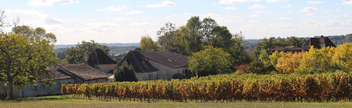 merlot vineyard
